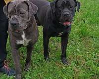 female-black-smooth-coated-cane-corso