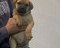 bullmastiff-puppies