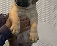 short-haired-male-bullmastiff