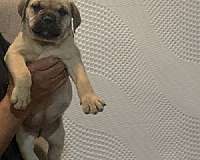 male-bullmastiff