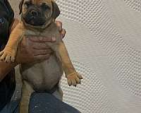 large-bullmastiff