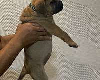 short-haired-bullmastiff-dog