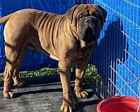 bullmastiff