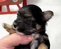 female-yorkshire-terrier