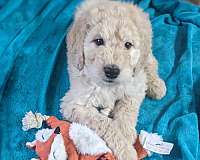 mixed-goldendoodle-dog