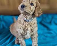 mixed-goldendoodle