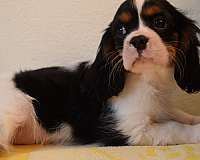 pure-bred-cavalier-king-charles-spaniel-spaniel