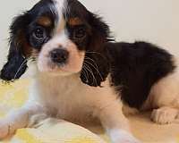 purebred-cavalier-king-charles-spaniel-spaniel