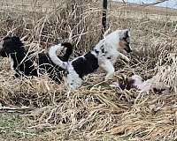 family-puppy-collie