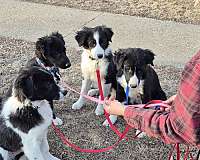 adorable-border-aussie