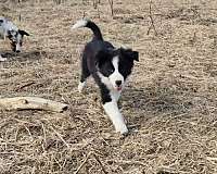 herding-border-aussie