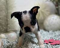 mixed-boston-terrier