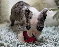 small-boston-terrier