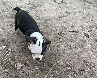 mixed-boston-terrier-dog