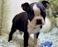 boston-terrier-dog-for-sale