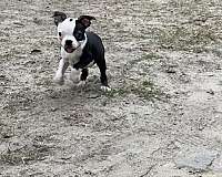 mixed-boston-terrier