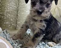 small-miniature-schnauzzie