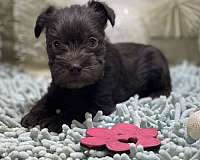 miniature-schnauzzie-dog