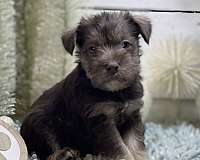 kid-friendly-miniature-schnauzzie