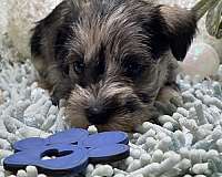 pet-friendly-miniature-schnauzzie