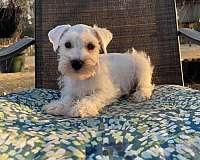 small-miniature-schnauzzie