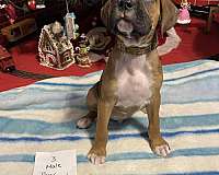 brown-male-dog