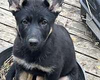 short-haired-german-shepherd