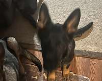 black-tan-german-shepherd