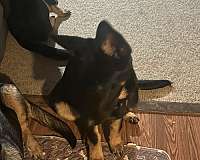 black-tan-short-haired-puppy