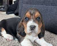 short-haired-basset-hound