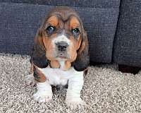 short-haired-male-basset-hound