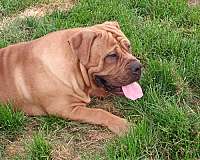 boerboel-mastiff