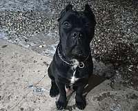 black-brindle-male-dog