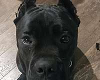 black-brindle-male-cane-corso