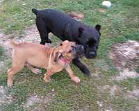 male-cane-corso-dog