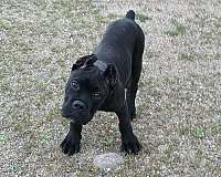 male-cane-corso