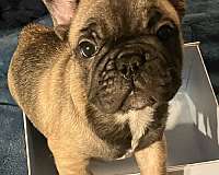 male-french-bulldog