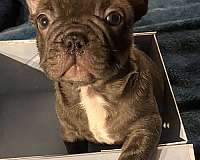 french-bulldog