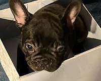 french-bulldog-for-sale