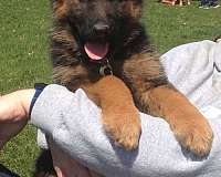 black-tan-german-shepherd