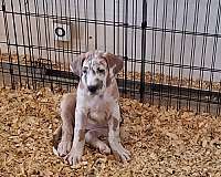 mixed-great-dane-dog