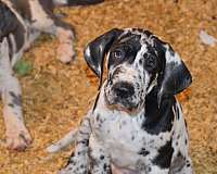 great-dane