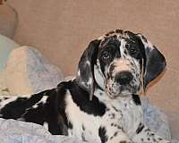 great-dane-dog-for-sale