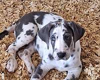 great-dane-dog