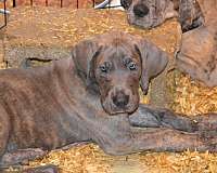 brindle-great-dane