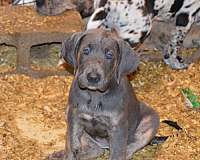 harlequin-great-dane