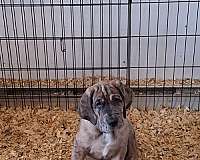 brindle-dog