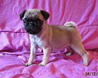 fawn-pug