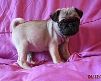fawn-smooth-coated-dog