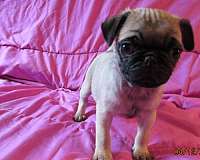 smooth-coated-pug